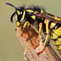 Wasp Control & Removal Toronto