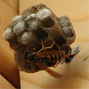 Wasp Nests
