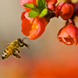Wasp Stings